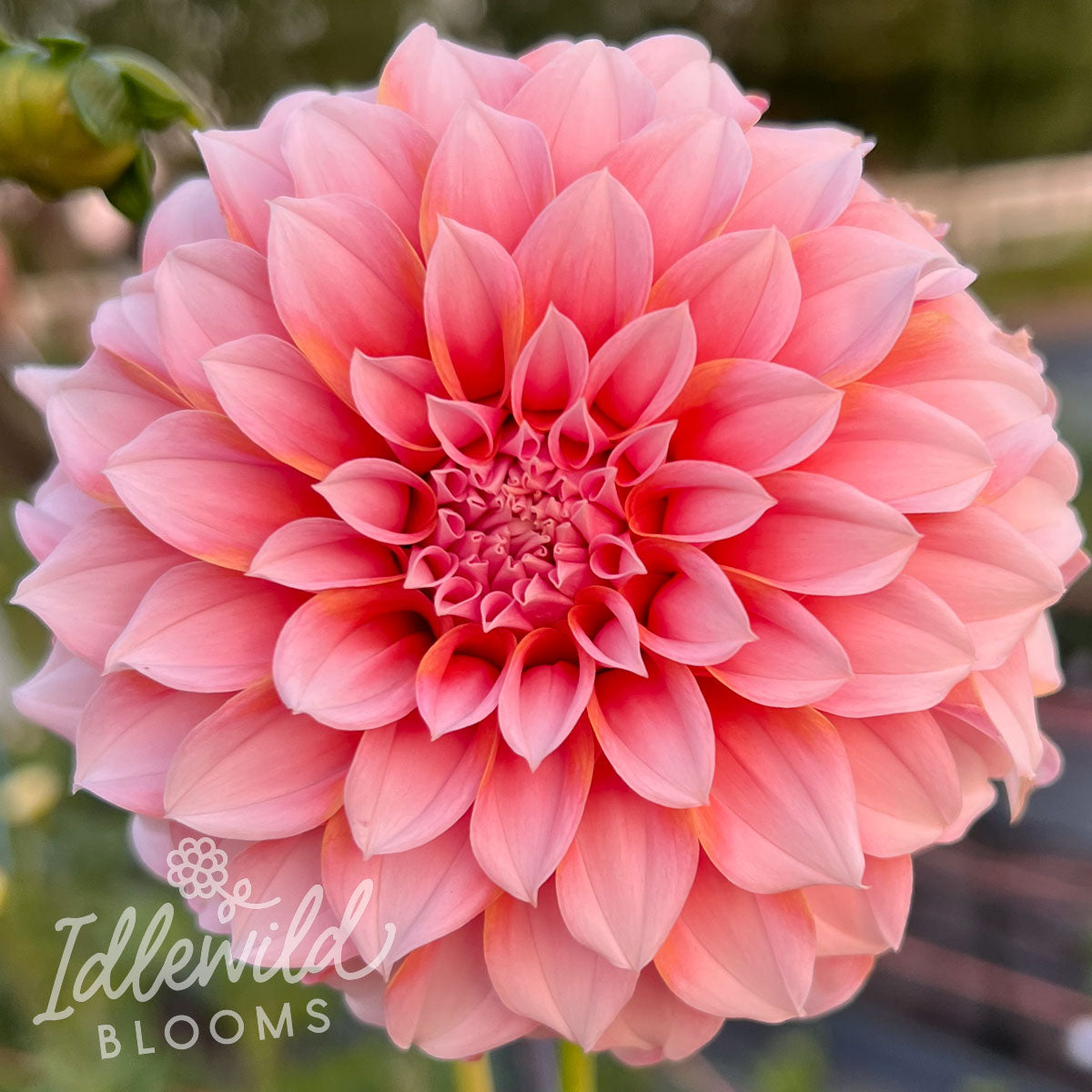 peaches n cream dahlia tuber, peaches n cream dahlia bulb, peaches n cream dahlia flower