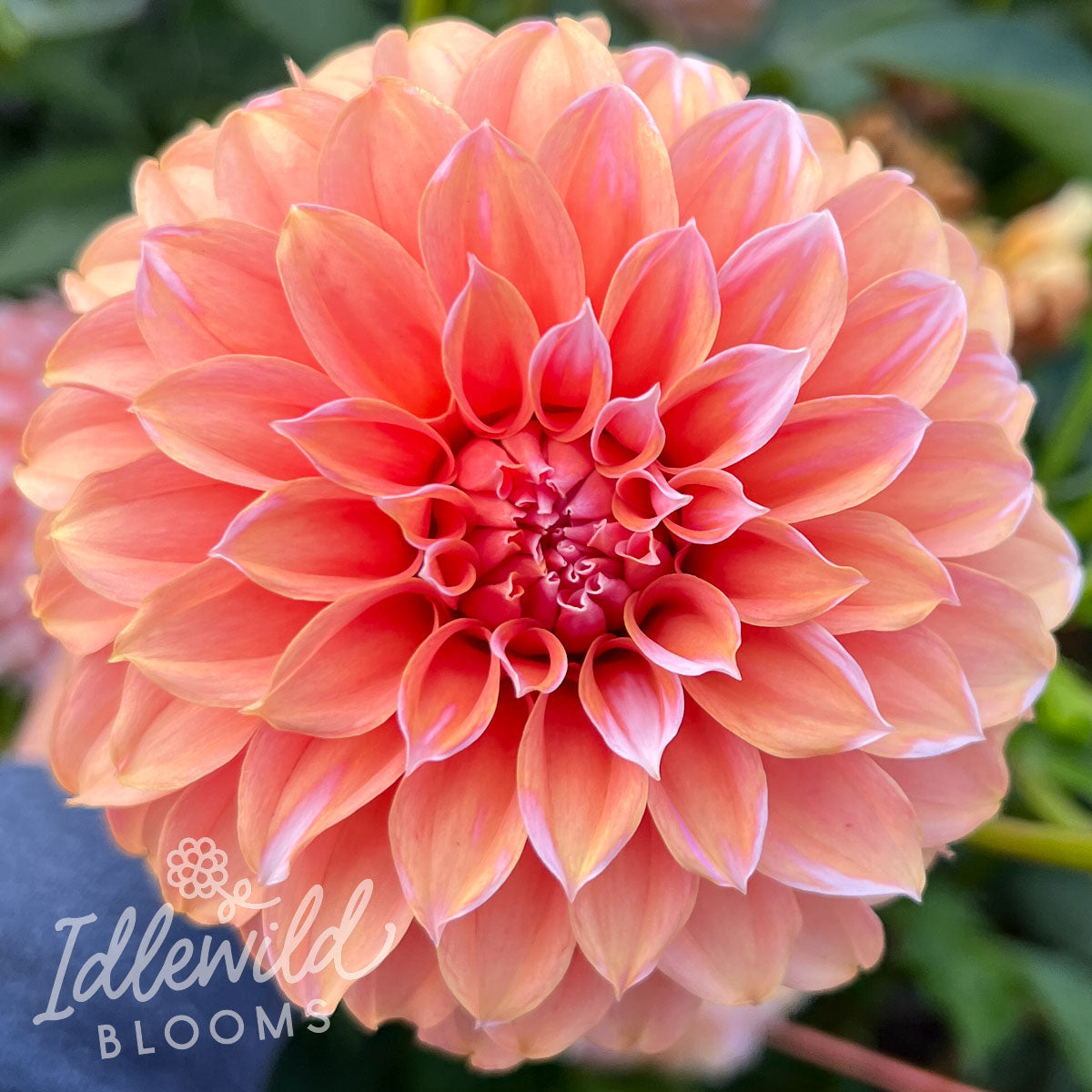 Peaches n Peaches dahlia tuber, Peaches n Peaches dahlia flower, Peaches n Peaches dahlia bulb