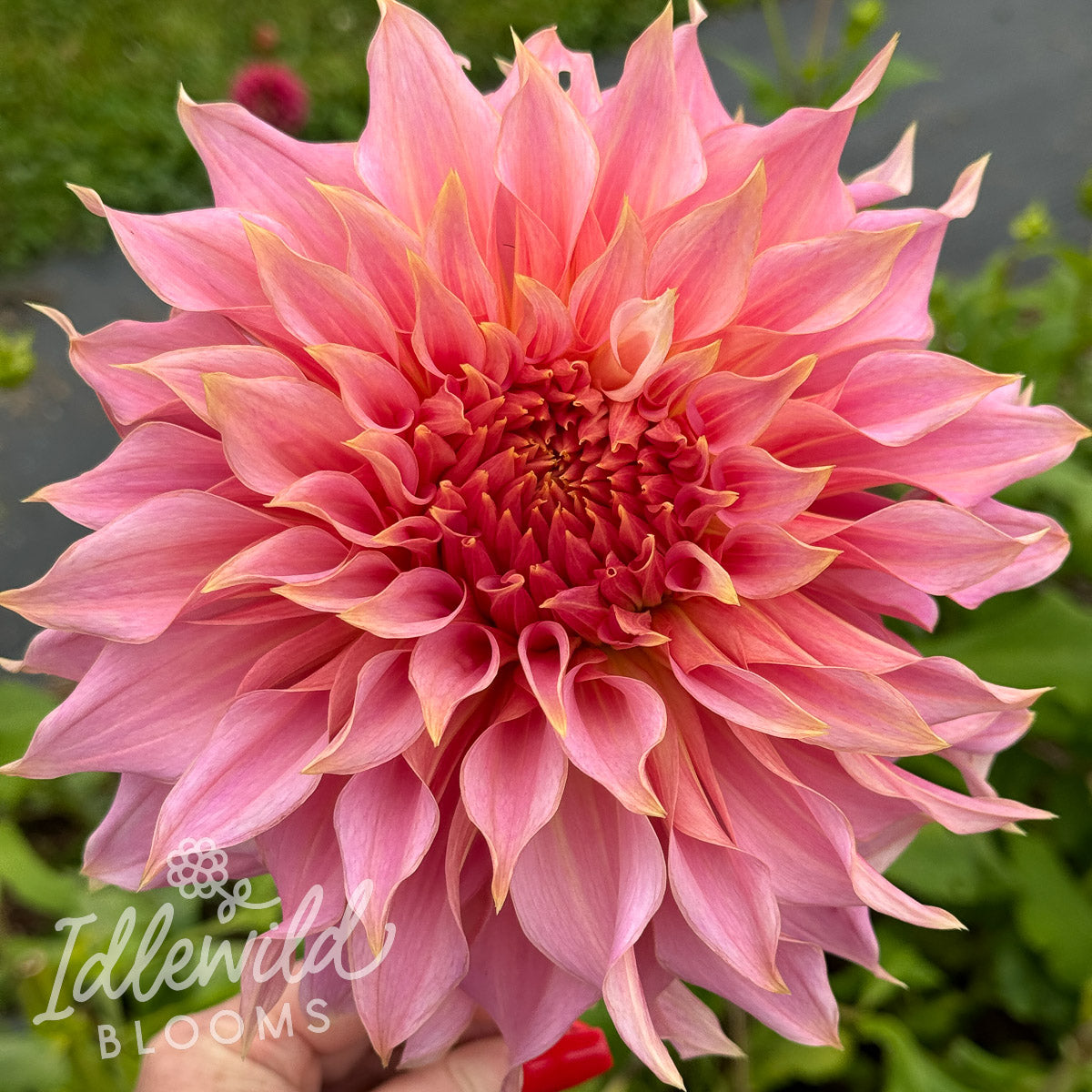 Penhill Watermelon dahlia tuber, Penhill Watermelon dahlia bulb, Penhill Watermelon dahlia flower