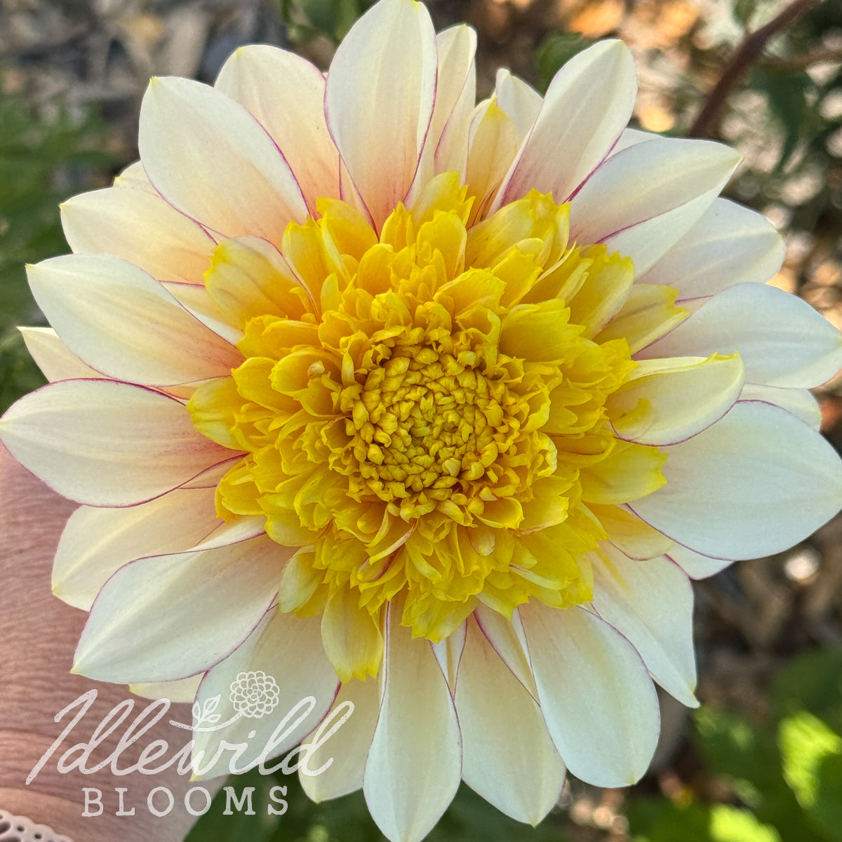 Polka dahlia tuber. This over 2", bicolor, anemone dahlia was introduced by Nico van Oosten in 1958. The American Dahlia Society classifies this as a 8210 AN BI.