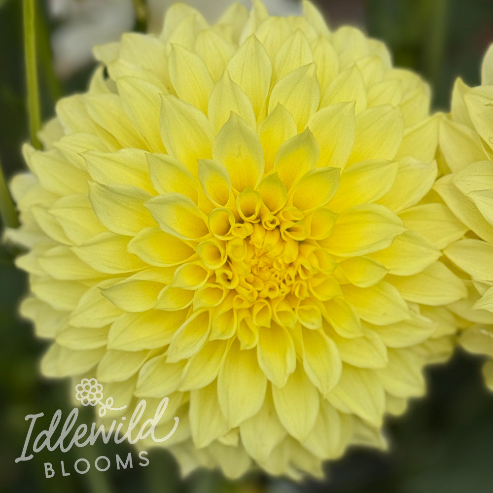 Primrose Pet dahlia tuber, Primrose Pet dahlia flower, Primrose Pet dahlia bulb
