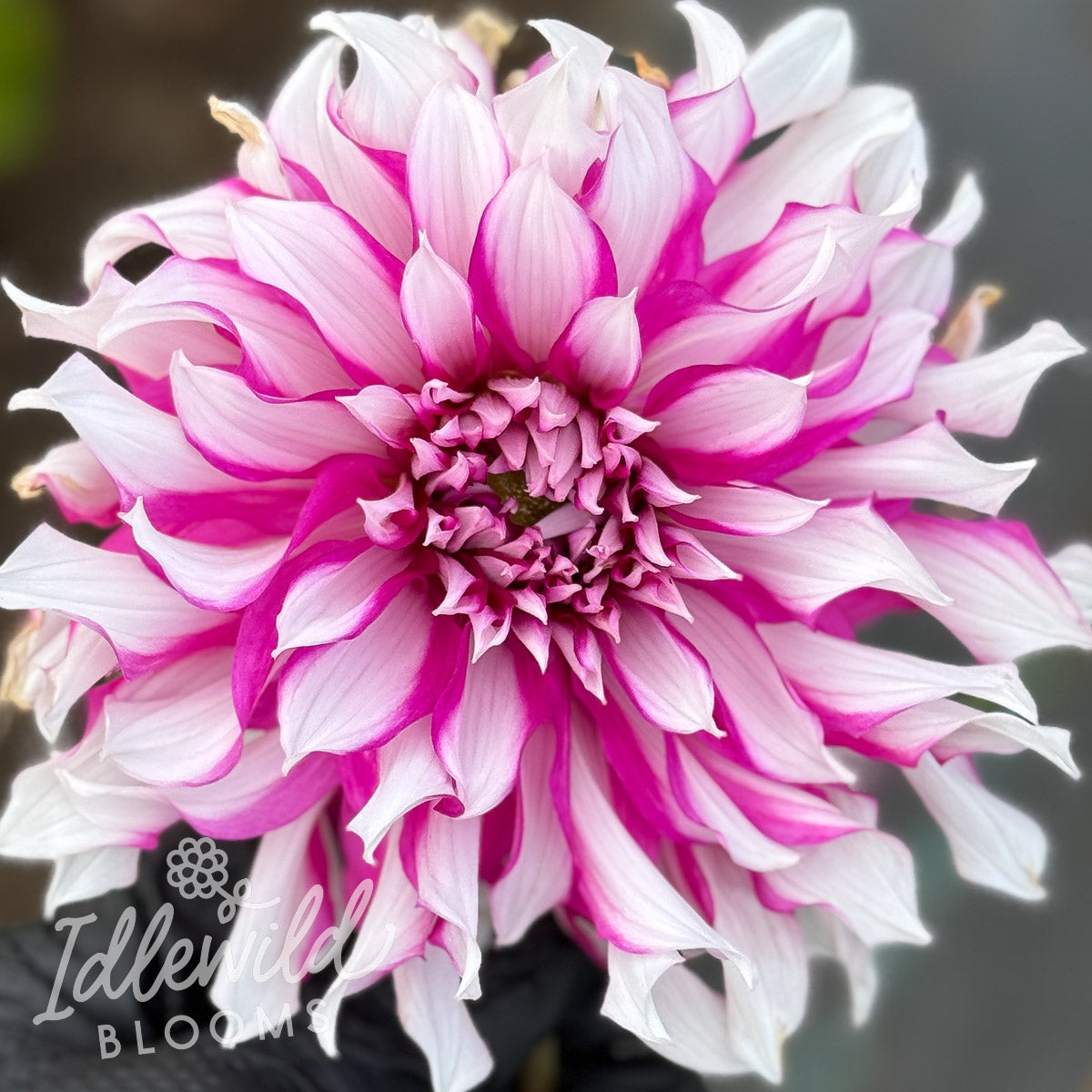 Radegast dahlia tuber, Radegast dahlia flower, Radegast dahlia bulb