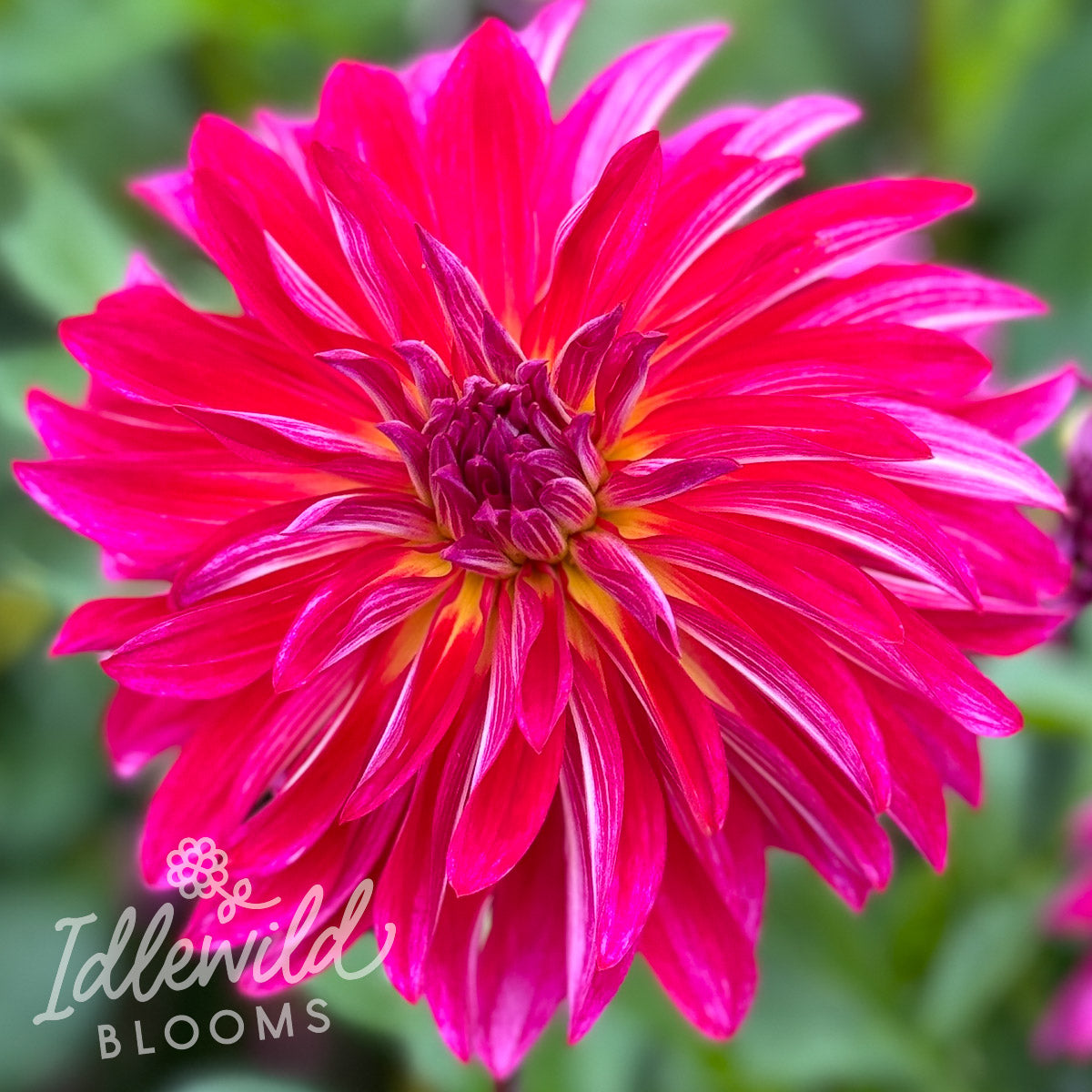 Raspberry Punch dahlia tuber, Raspberry Punch dahlia bulb, Raspberry Punch dahlia flower