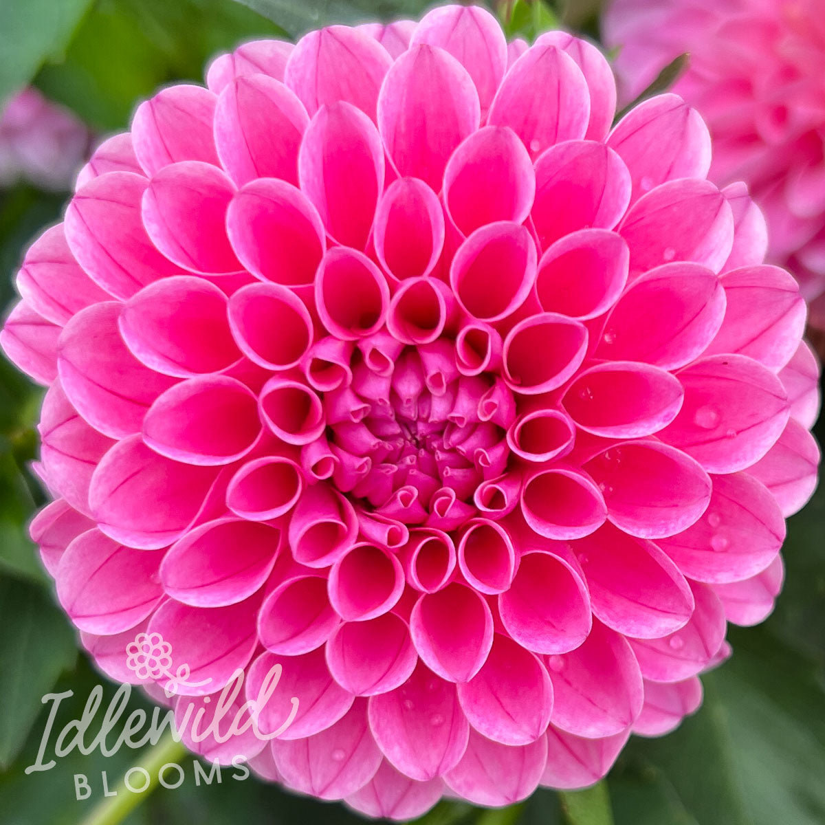 Rebecca Lynn dahlia tuber, Rebecca Lynn dahlia bulb, Rebecca Lynn dahlia flower