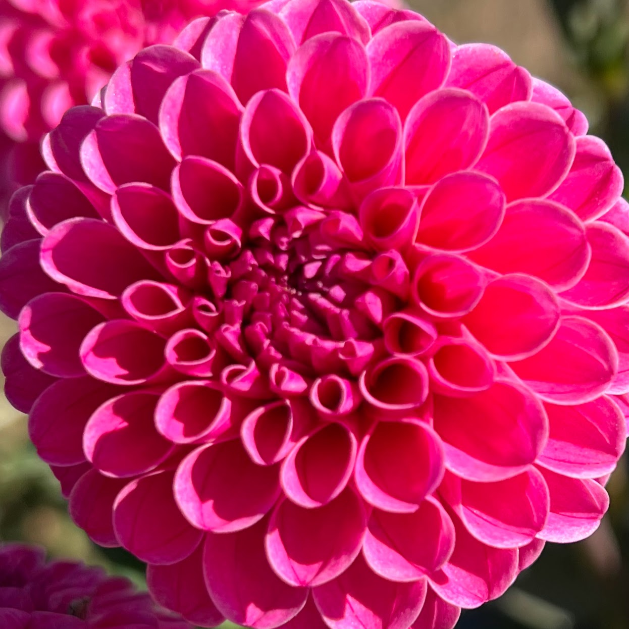 rebecca lynn dahlia tuber bulb flower
