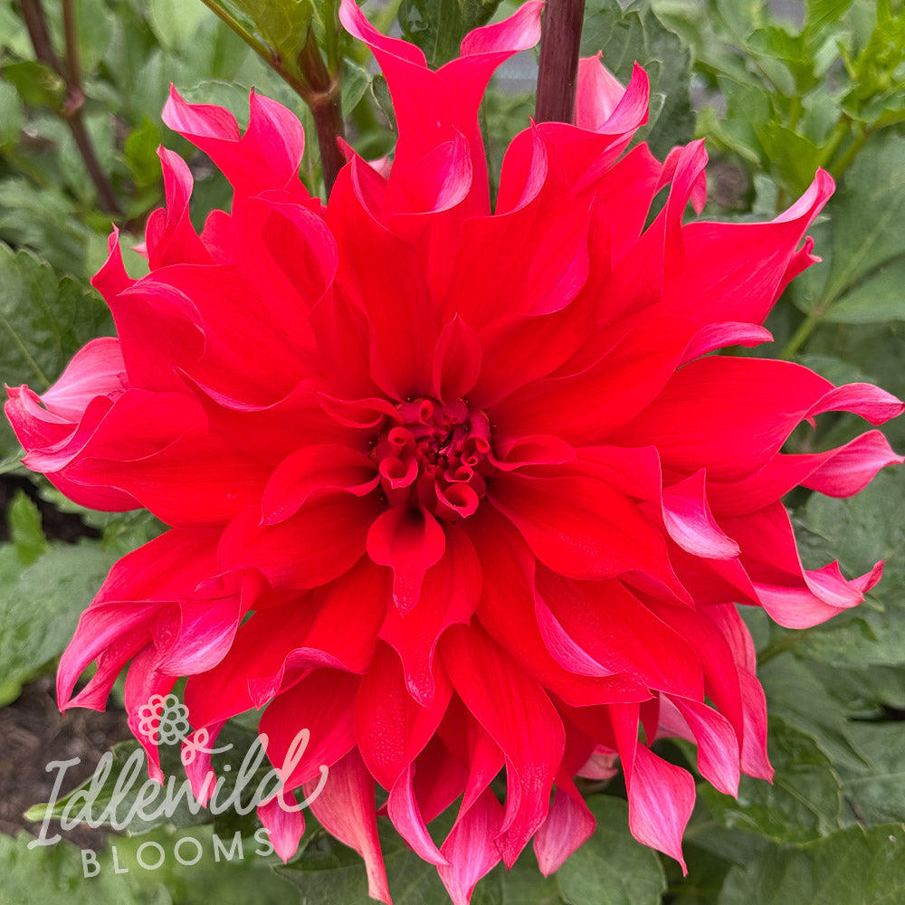 Red Labyrinth dahlia tuber, Red Labyrinth dahlia flower, Red Labyrinth dahlia bulb