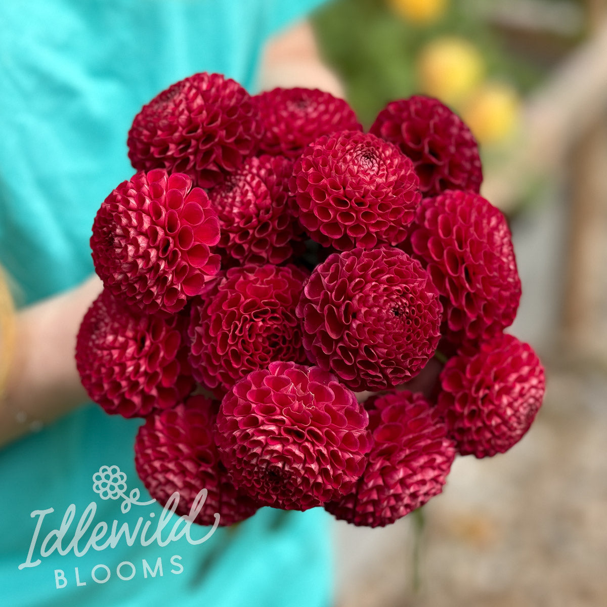 Rejman's Midnight Pom dahlia tubers, Rejman's Midnight Pom dahlia bulbs, Rejman's Midnight Pom dahlia bouquet