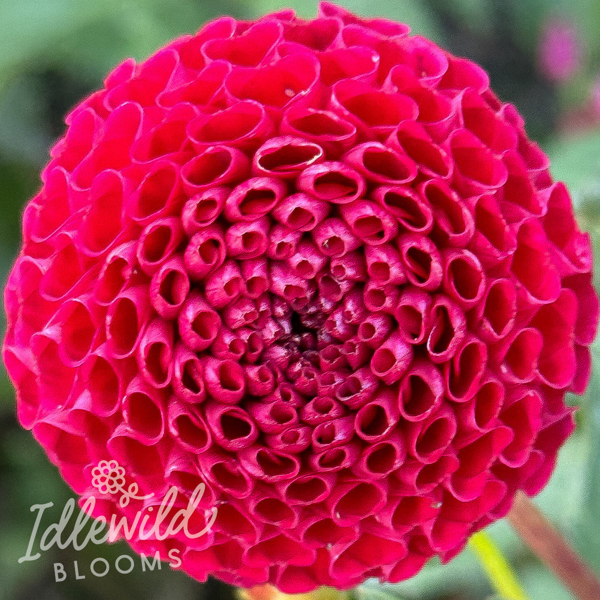 Rejman's Midnight Pom dahlia tuber, Rejman's Midnight Pom dahlia flower, Rejman's Midnight Pom dahlia bulb