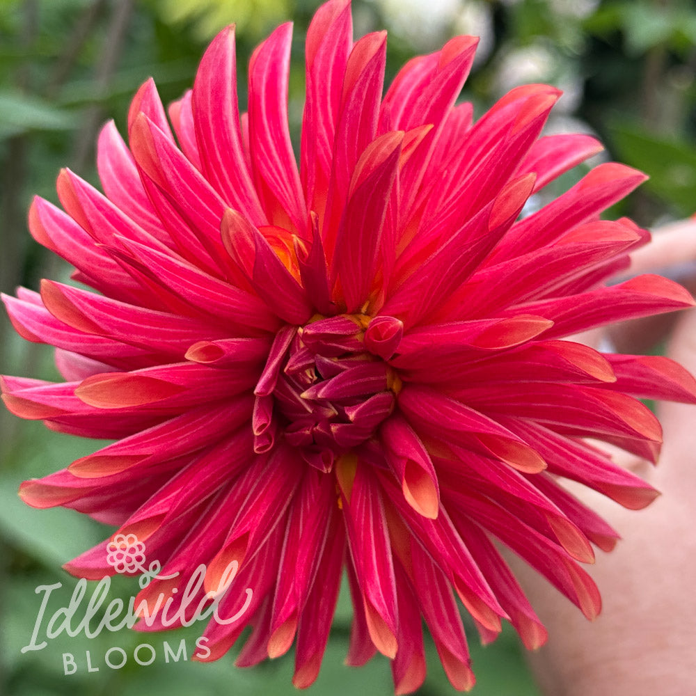 River's Bob dahlia tuber, River's Bob dahlia flower, River's Bob dahlia bulb