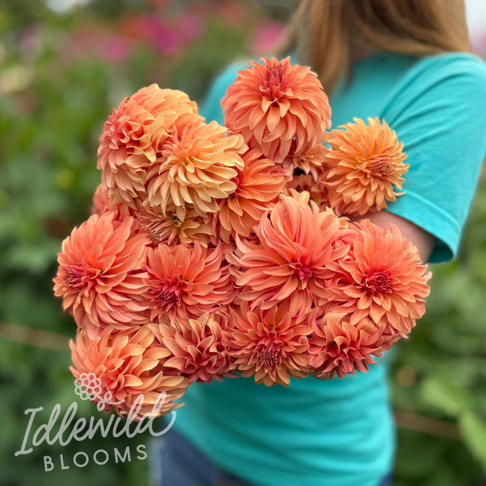 River's Can't Elope dahlia bouquet, River's Can't Elope dahlia tubers, River's Can't Elope dahlia bulbs