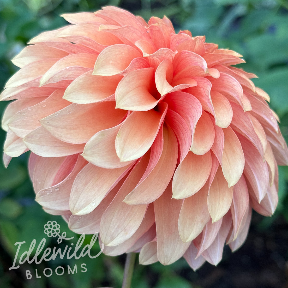 River's Can't Elope dahlia bulb, River's Can't Elope dahlia flower, River's Can't Elope dahlia tuber