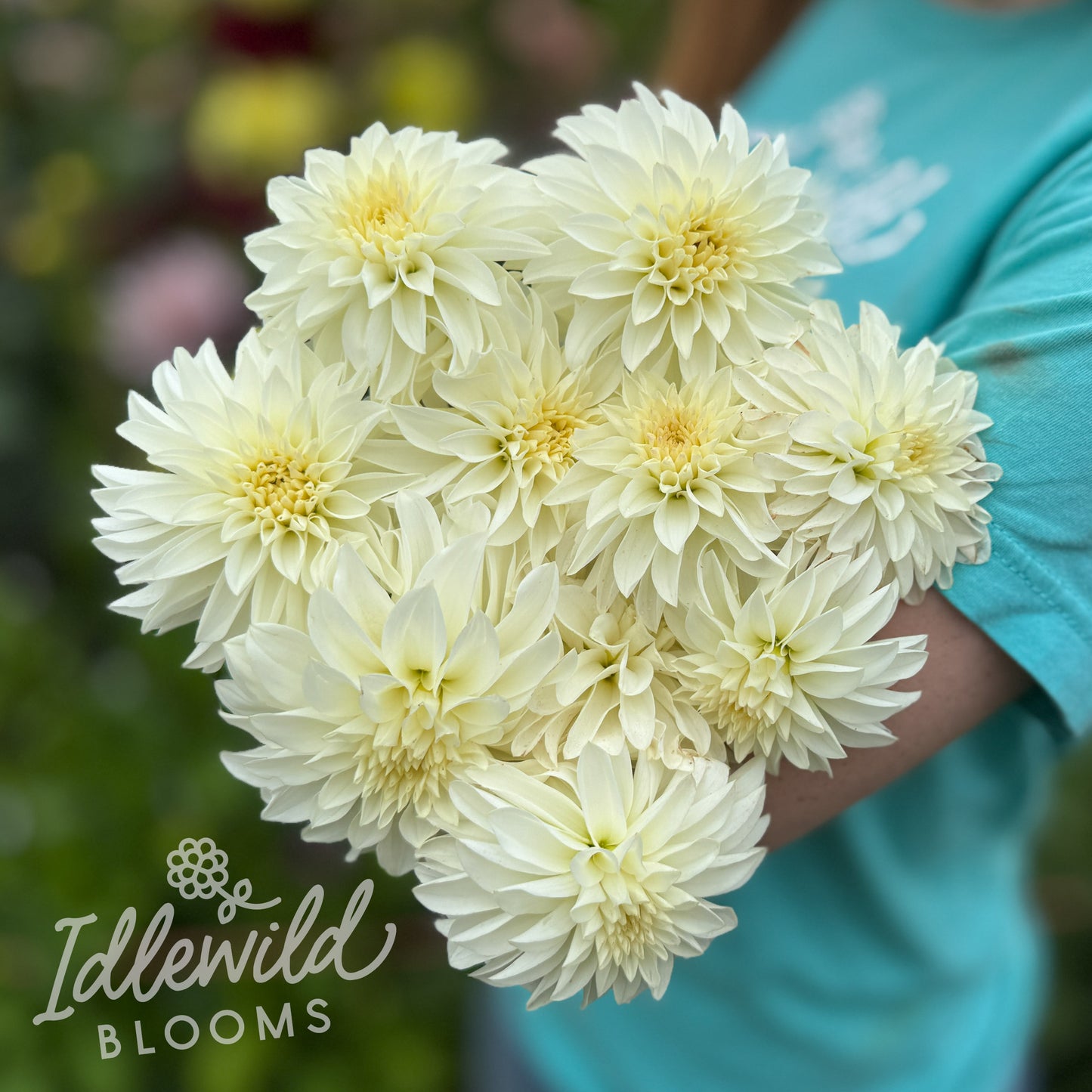 River's Crystal dahlia bouquet, River's Crystal dahlia tubers, River's Crystal dahlia bulbs