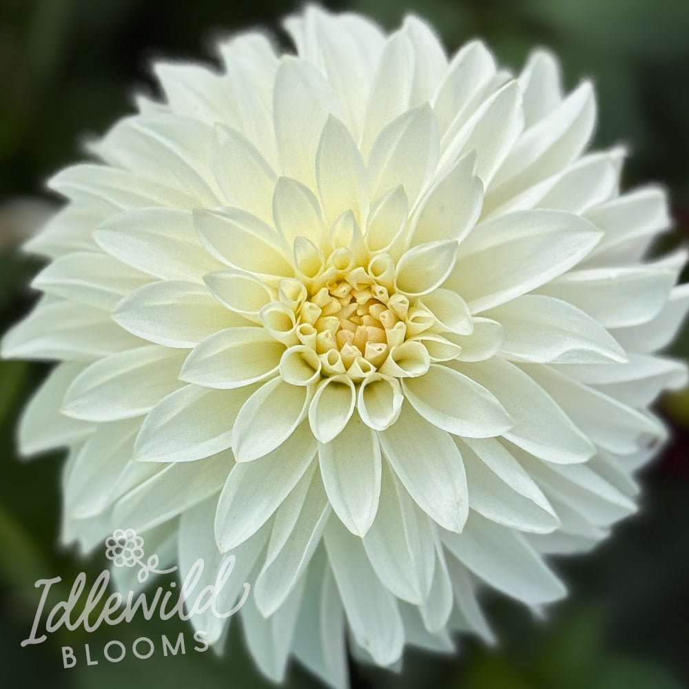 River's Crystal dahlia tuber, River's Crystal dahlia flower, River's Crystal dahlia bulb