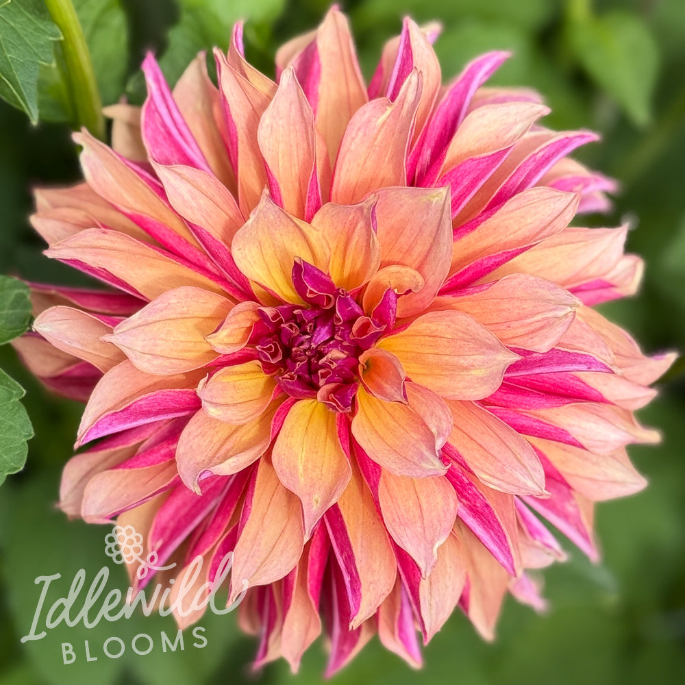 River's Elizabeth dahlia tuber, River's Elizabeth dahlia flower, River's Elizabeth dahlia bulb