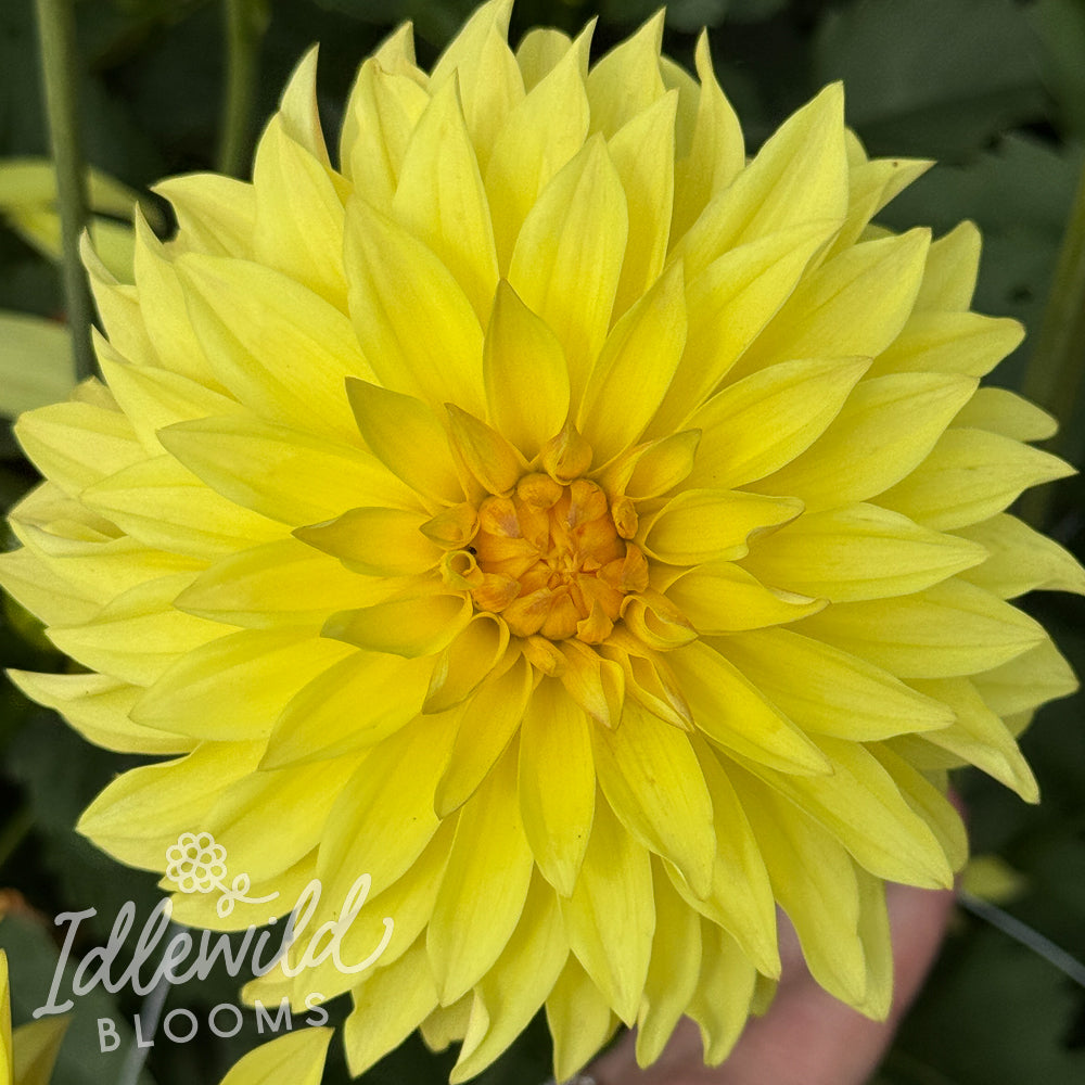 River's Golden Jet dahlia tuber, River's Golden Jet dahlia flower, River's Golden Jet dahlia bulb