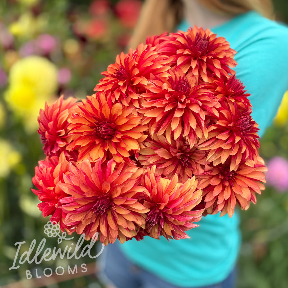 River's Nemesis dahlia bouquet, River's Nemesis dahlia tubers, River's Nemesis dahlia bulbs