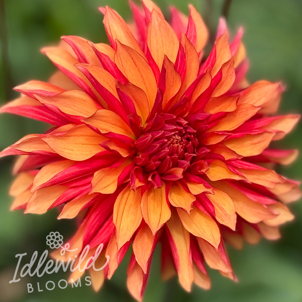 River's Nemesis dahlia tuber, River's Nemesis dahlia flower, River's Nemesis dahlia bulb