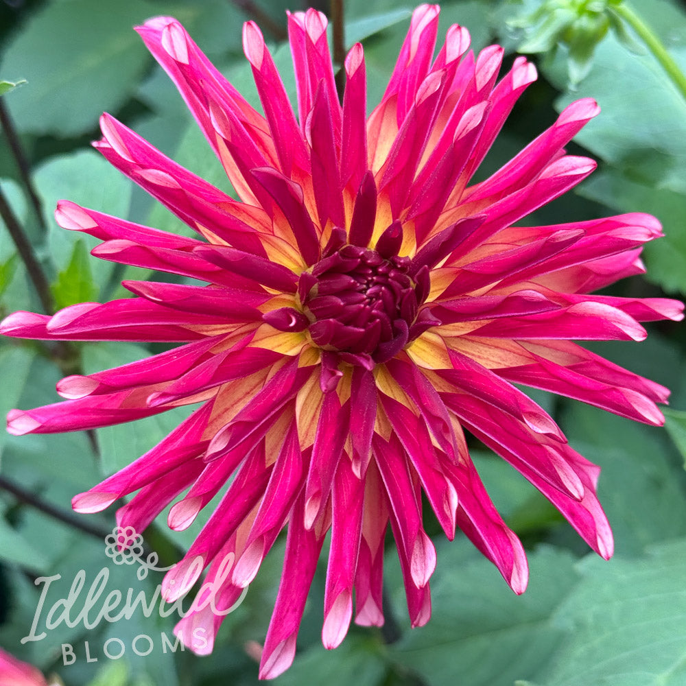 River's Novelty dahlia tuber, River's Novelty dahlia flower, River's Novelty dahlia bulb