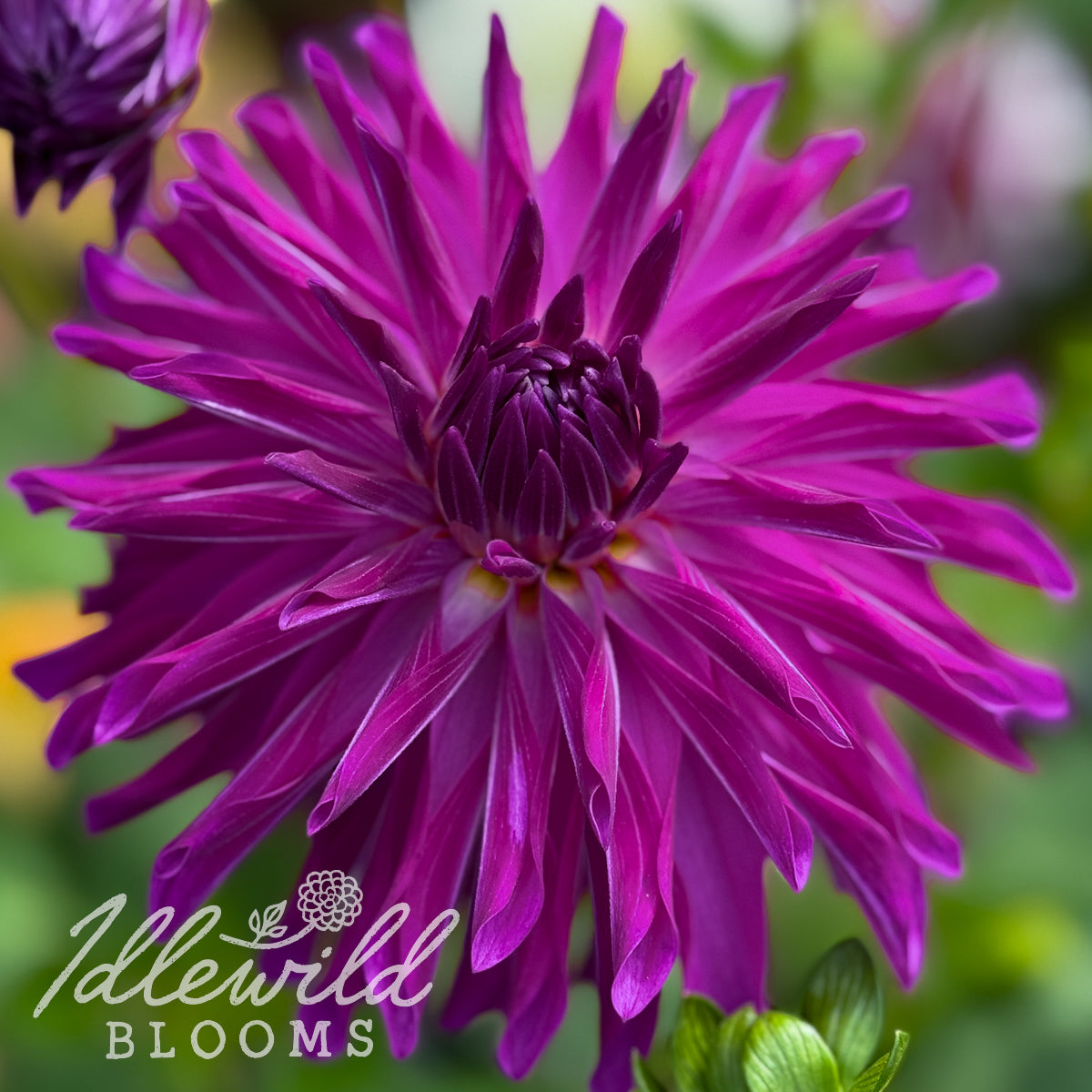 River's Pr Pinwheel dahlia tuber, River's Pr Pinwheel dahlia flower, River's Pr Pinwheel dahlia bulb