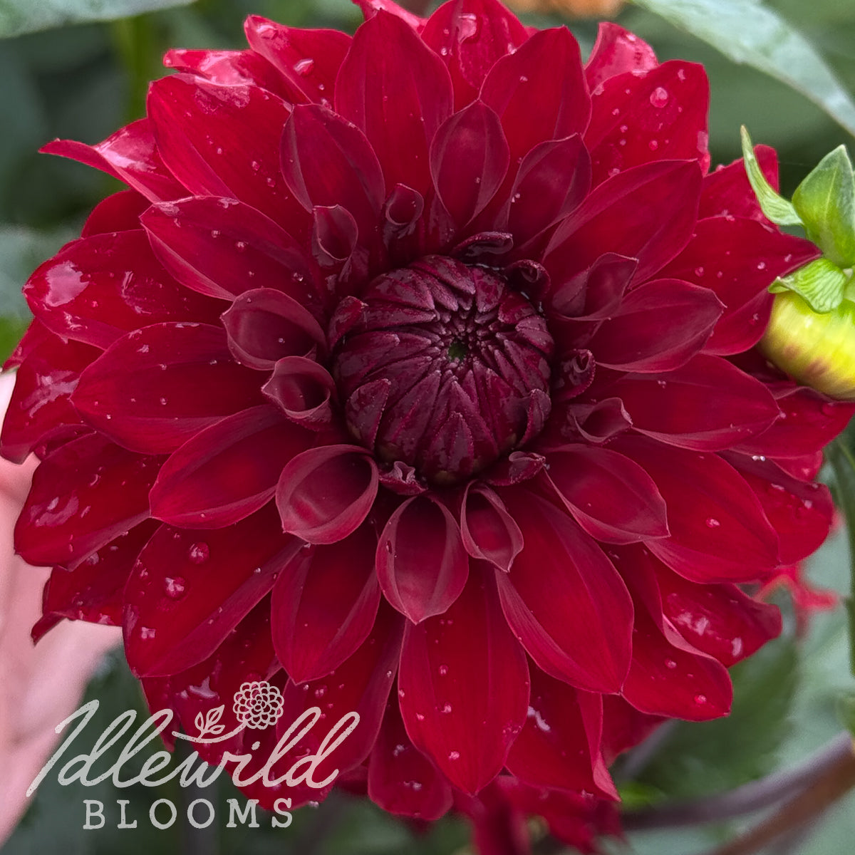 River's Ruby dahlia tuber, River's Ruby dahlia flower, River's Ruby dahlia bulb