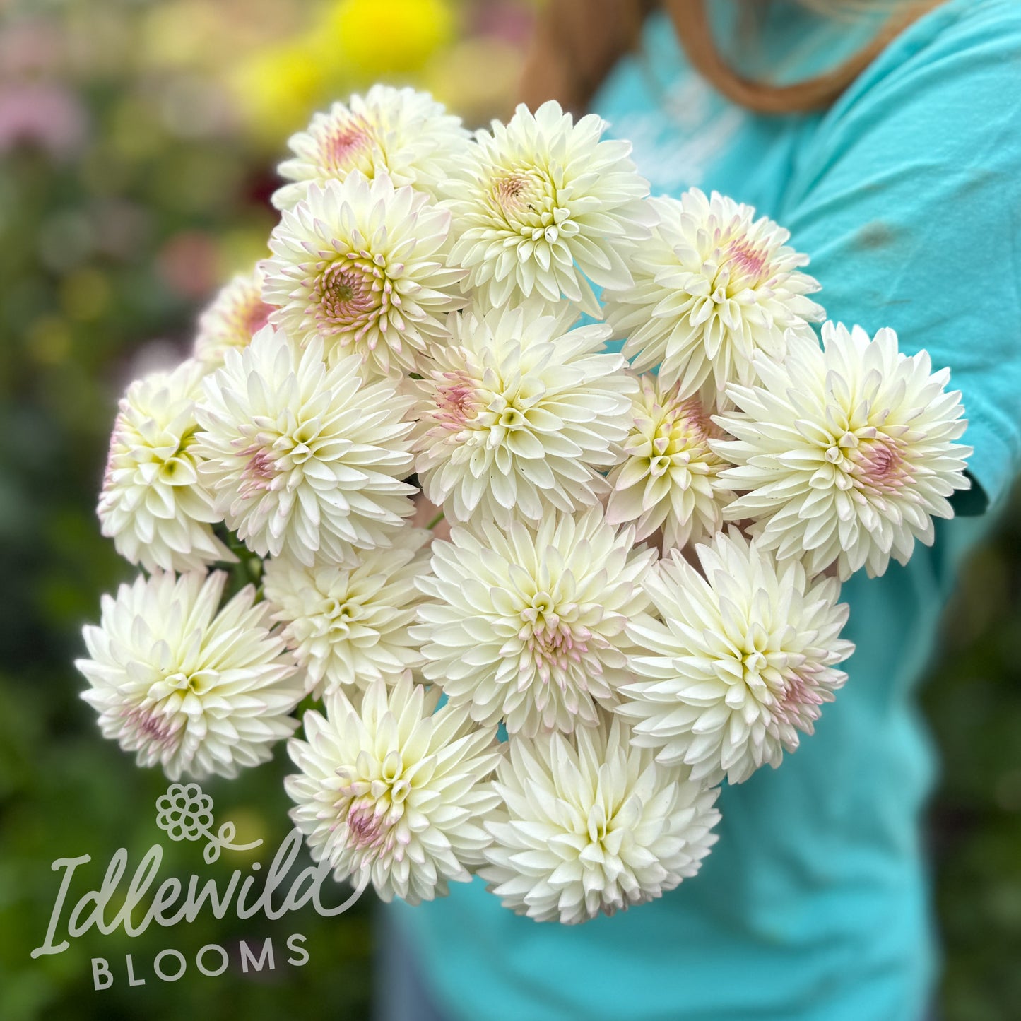 River's Snow Cone dahlia bouquet, River's Snow Cone dahlia tubers, River's Snow Cone dahlia bulbs