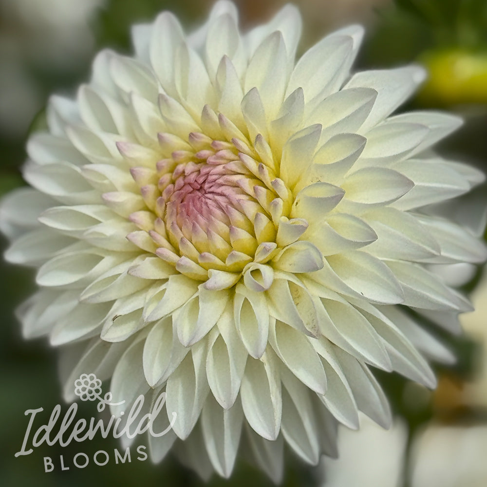 River's Snow Cone dahlia tuber, River's Snow Cone dahlia flower, River's Snow Cone dahlia bulb