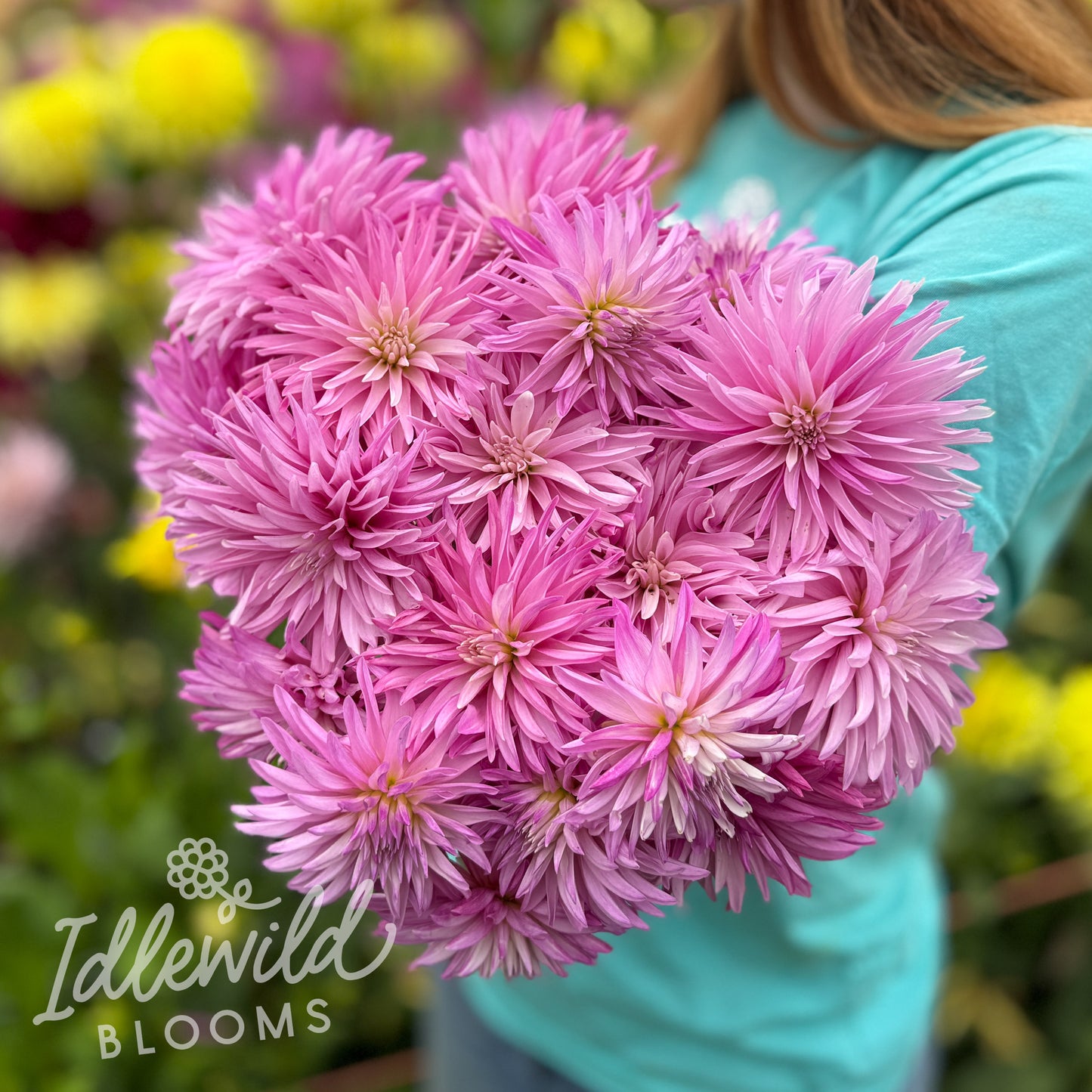 River's Sonia dahlia bouquet, River's Sonia dahlia tubers, River's Sonia dahlia bulbs