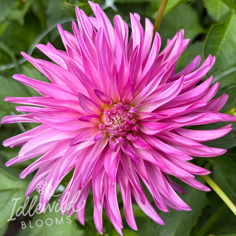 River's Sonia dahlia tuber, River's Sonia dahlia flower, River's Sonia dahlia bulb