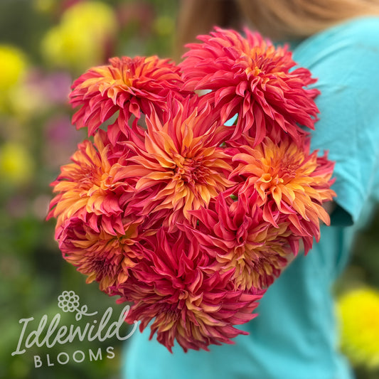 RNX Bonfire dahlia bouquet, RNX Bonfire dahlia tubers, RNX Bonfire dahlia bulbs