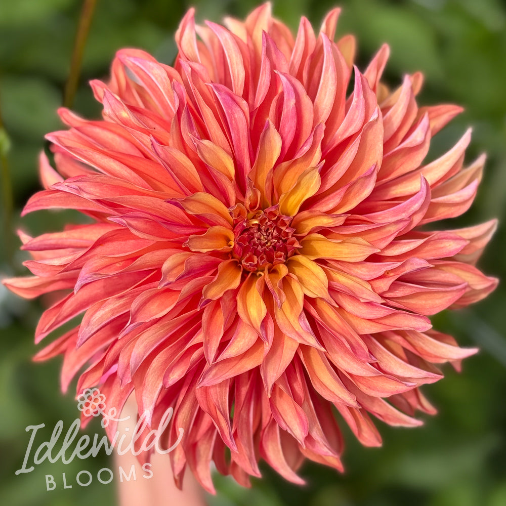 RNX Bonfire dahlia tuber, RNX Bonfire dahlia flower, RNX Bonfire dahlia bulb