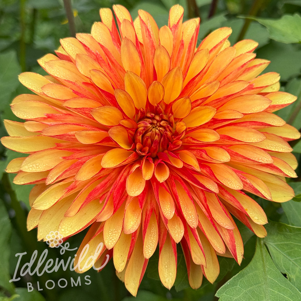 RNX Bozo dahlia tuber, RNX Bozo dahlia flower, RNX Bozo dahlia bulb