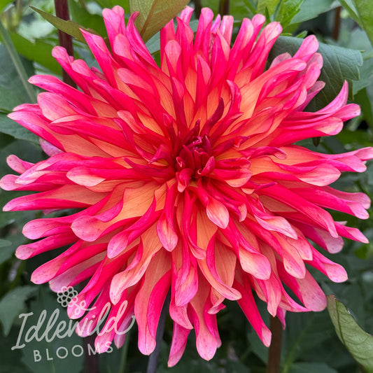 RNX C.F. dahlia tuber, RNX C.F. dahlia flower, RNX C.F. dahlia bulb