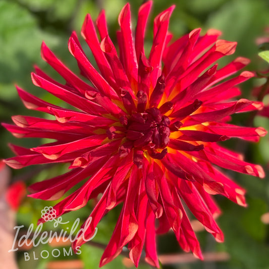 RNX Encore dahlia tuber, RNX Encore dahlia flower, RNX Encore dahlia bulb