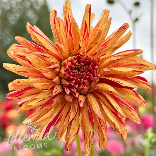 RNX Indy dahlia tuber, RNX Indy dahlia flower, RNX Indy dahlia bulb