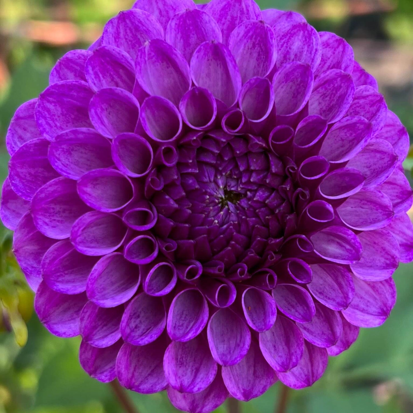 robann royal dahlia flower, robann royal dahlia tuber, robann royal dahlia bulb