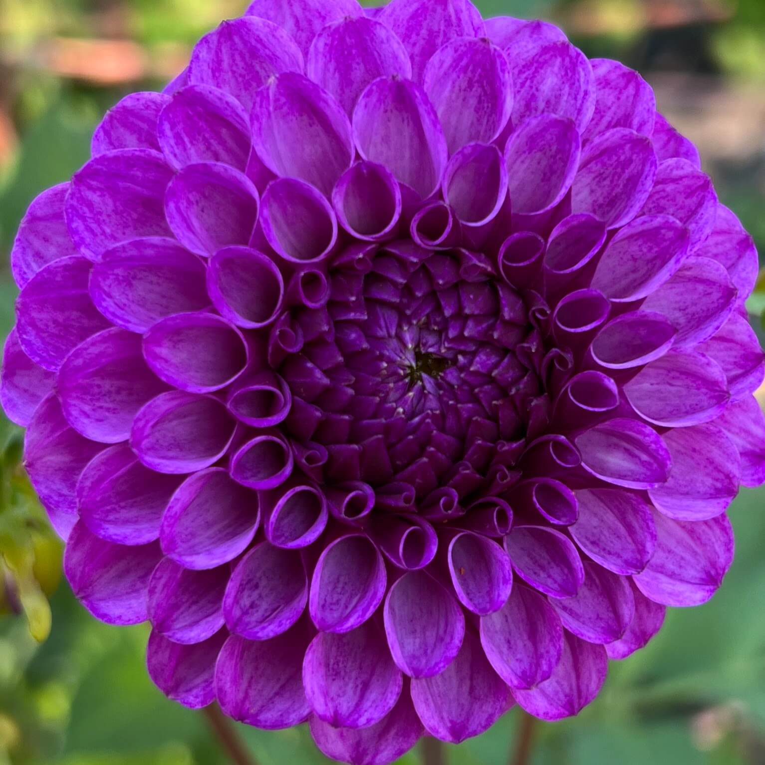 robann royal dahlia flower, robann royal dahlia tuber, robann royal dahlia bulb