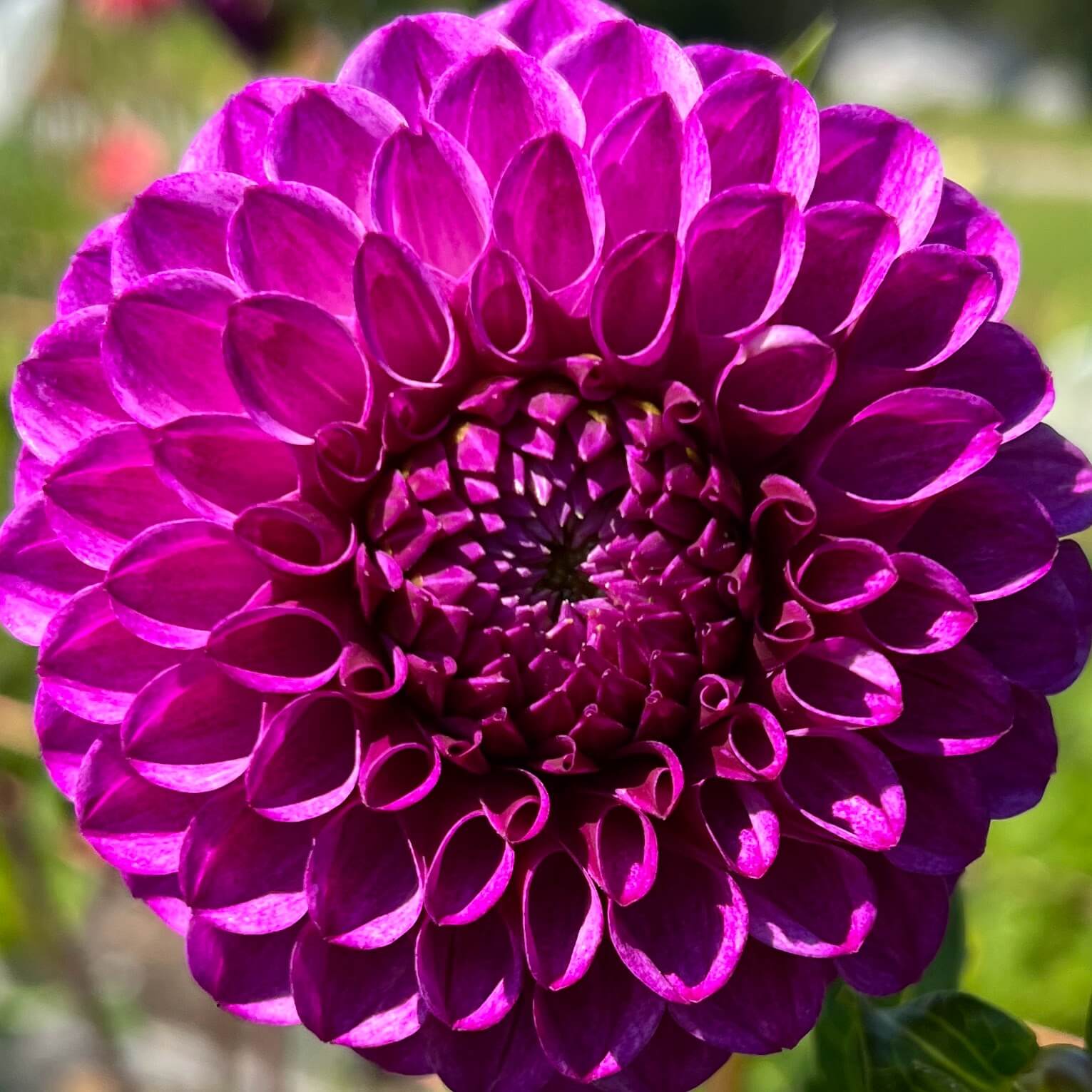 robann royal dahlia tuber, robann royal dahlia bulb, robann royal dahlia flower