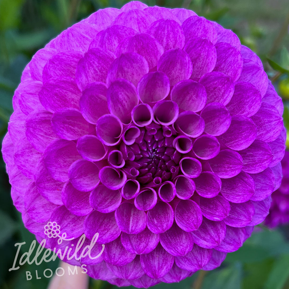 Robann Royal dahlia tuber, Robann Royal dahlia flower, Robann Royal dahlia bulb