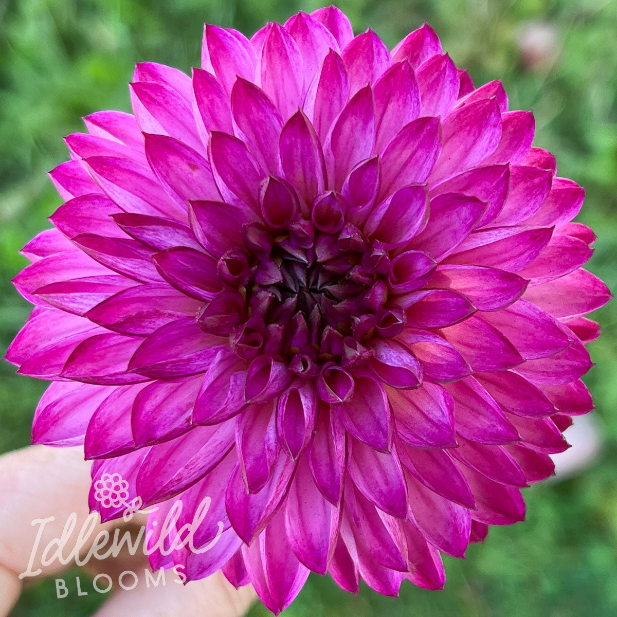 Robert Too dahlia tuber, Robert Too dahlia bulb, Robert Too dahlia flower