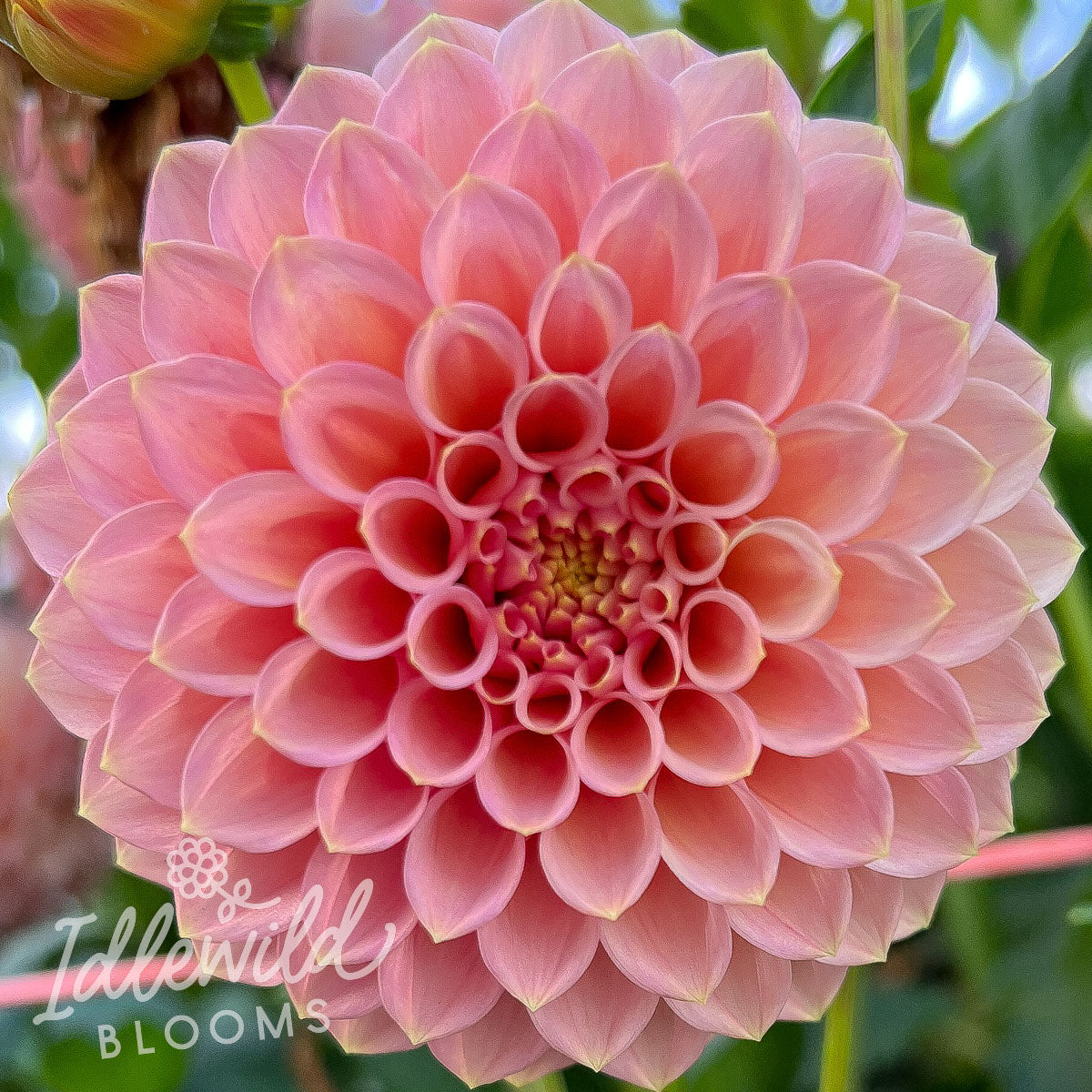 rock run ashley dahlia tuber bulb flower