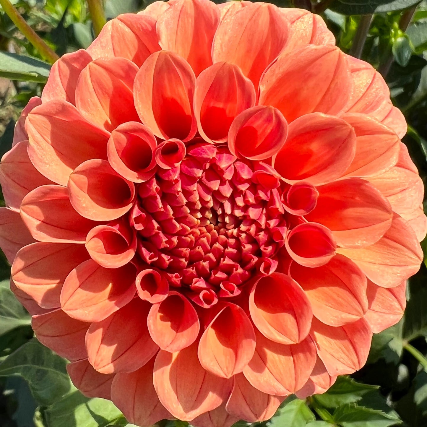 rose toscano dahlia tuber bulb flower
