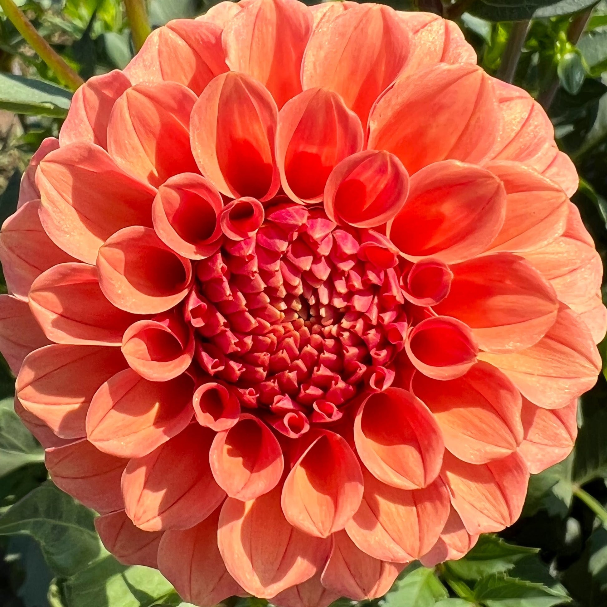 rose toscano dahlia tuber bulb flower
