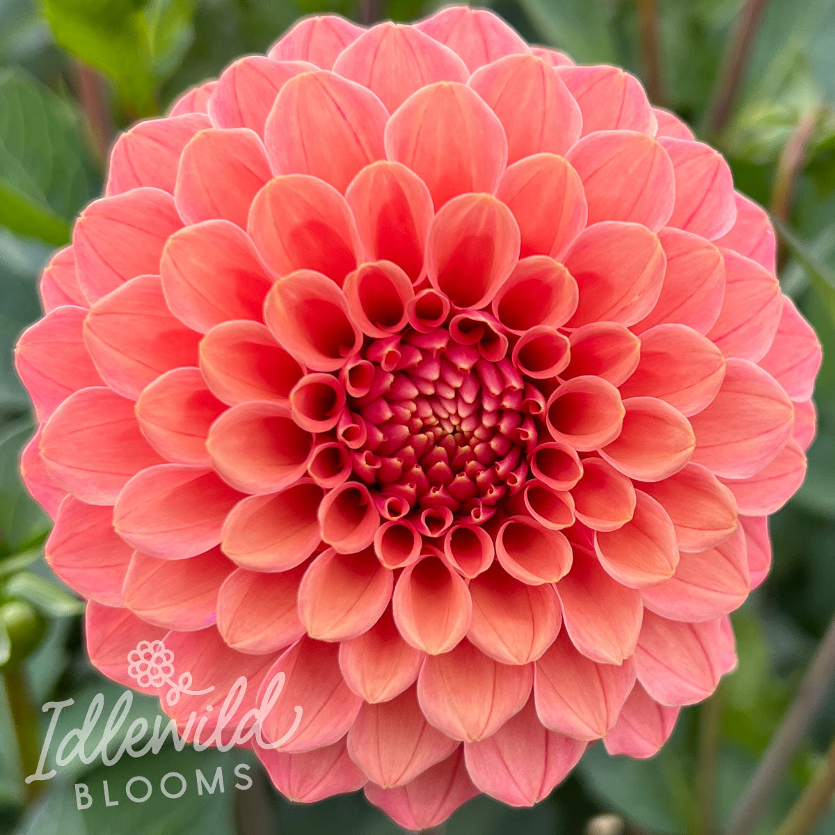 Rose Toscano dahlia tuber, Rose Toscano dahlia flower, Rose Toscano dahlia bubl