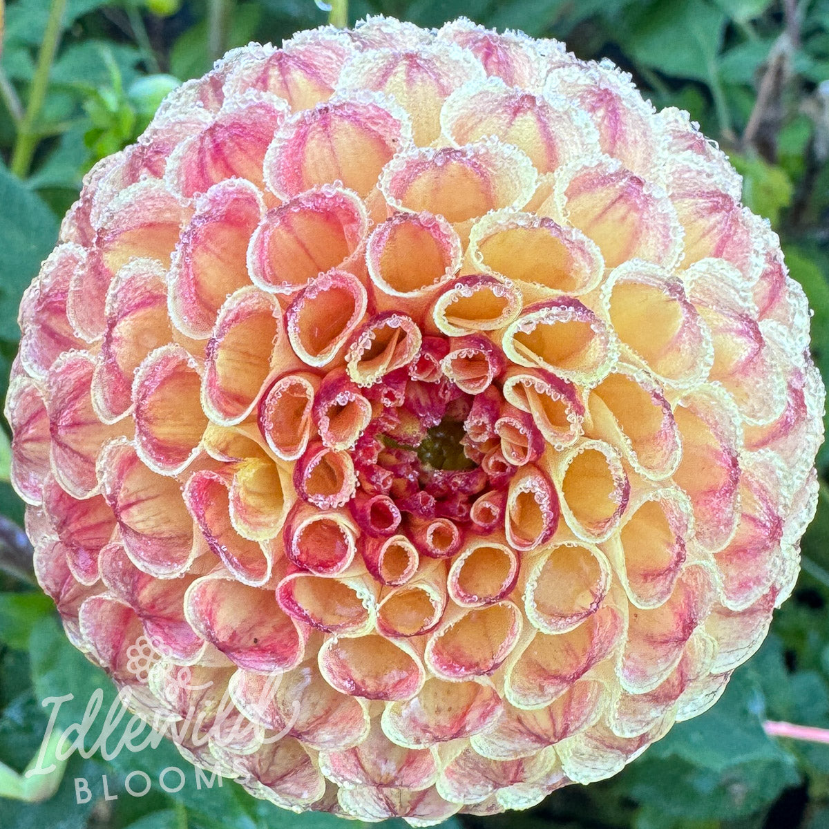 Rosemary Dawn dahlia tuber, Rosemary Dawn dahlia flower, Rosemary Dawn dahlia bulb