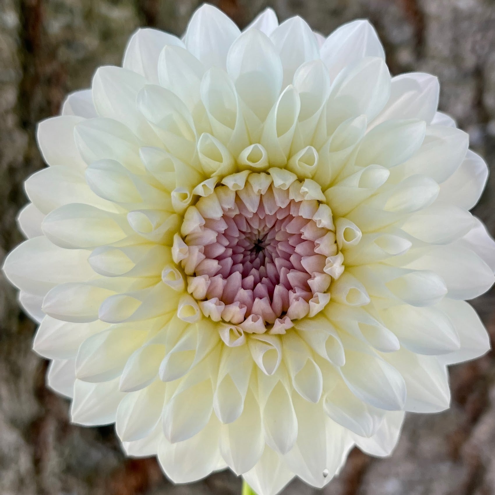 Ryecroft Brenda T dahlia tuber, Ryecroft Brenda T dahlia bulb, Ryecroft Brenda T dahlia flower