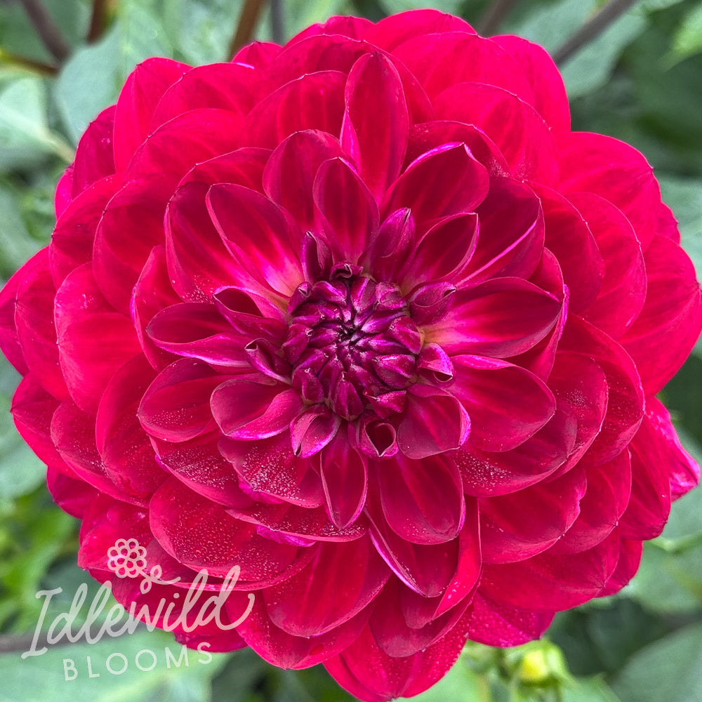 Sandia Bertha dahlia tuber, Sandia Bertha dahlia flower, Sandia Bertha dahlia bulb