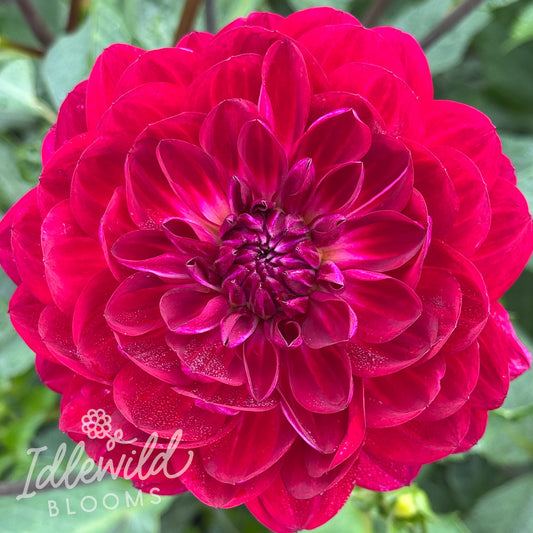 Sandia Bertha dahlia tuber, Sandia Bertha dahlia flower, Sandia Bertha dahlia bulb