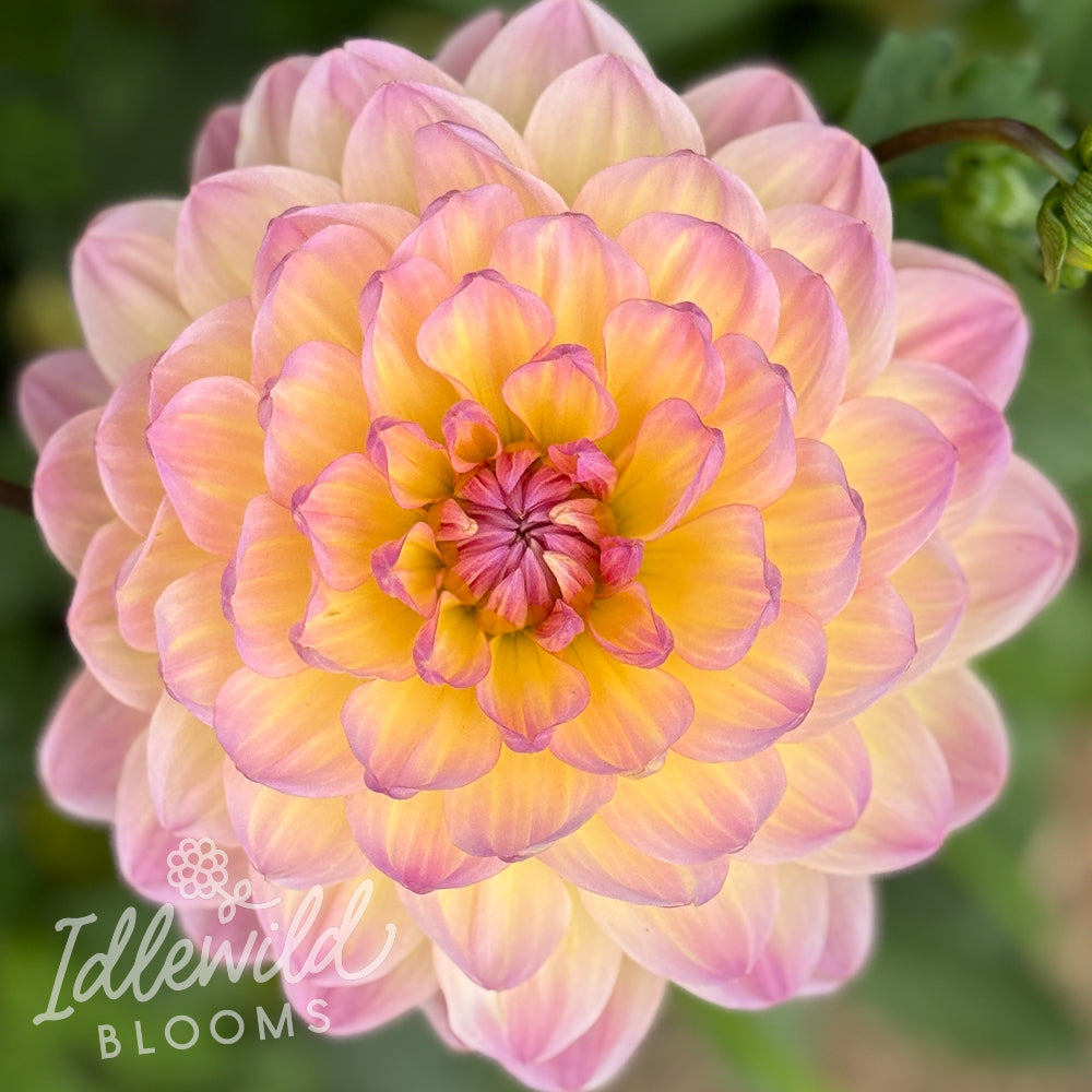 Sandia Bliss dahlia tuber, Sandia Bliss dahlia flower, Sandia Bliss dahlia bulb