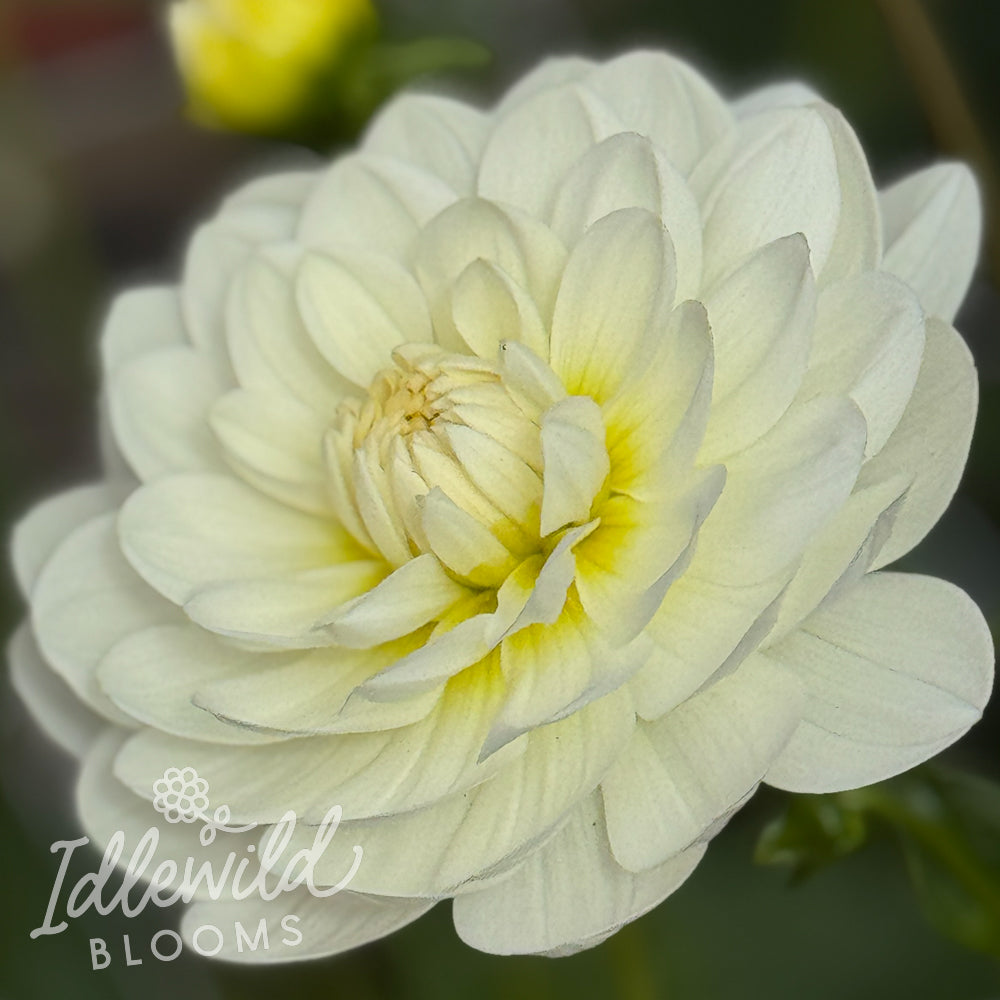 Sandia Isa dahlia tuber, Sandia Isa dahlia flower, Sandia Isa dahlia bulb