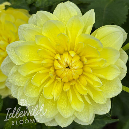 Sandia Joy dahlia tuber, Sandia Joy dahlia flower, Sandia Joy dahlia bulb